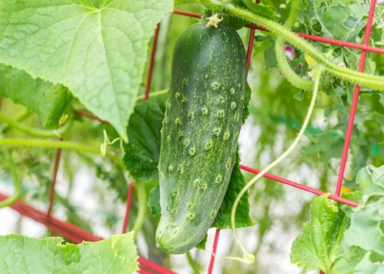 Кустовой огурец для открытого сорта. Огурец сорт кустовой рс1. кустовые сорта огурцов. огурец челябинский кустовой.
