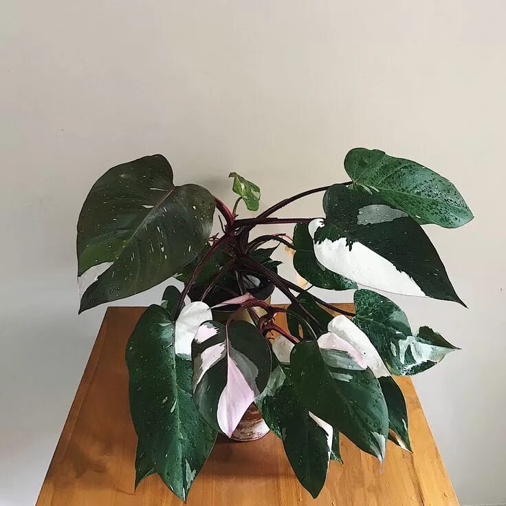 Филодендрон white. Филодендрон вайт визард. Филодендрон вайт визард. Филодендрон white knight. Филодендрон вайт найт.