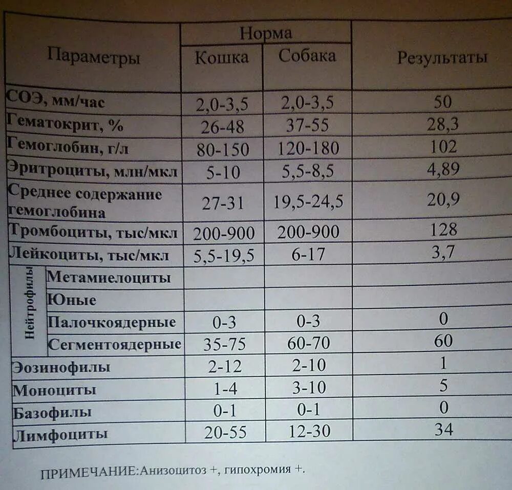 Биохимическое исследование крови собак норма. Оак собак. Оак собак. Расшифровка общего анализа крови у собак. Расшифровка общего анализа крови у собак.