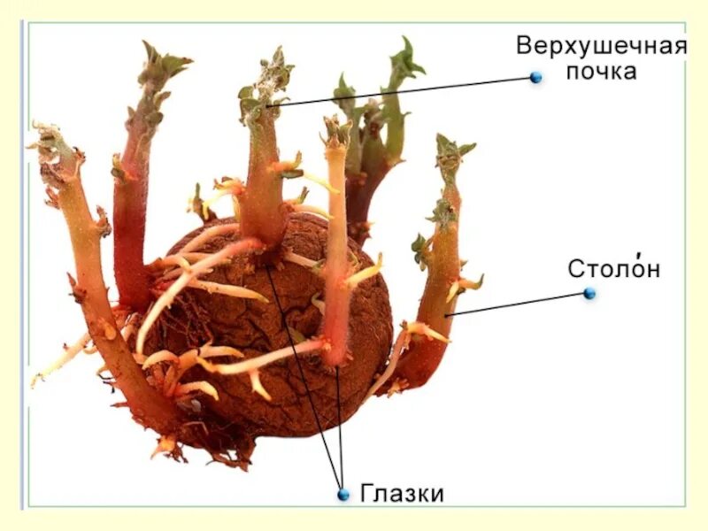 Клубень и столоны картофеля. Клубни и подземные столоны. Клубень картофеля подземный побег. Столоны видоизмененные побеги. Клубень картофеля и ус садовой земляники