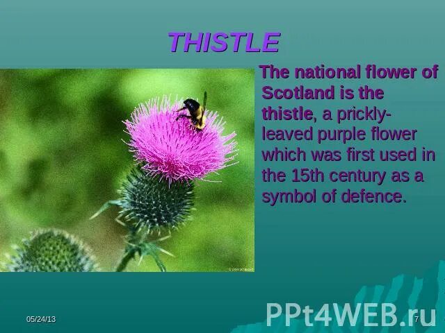 What is the symbol of scotland?. The national plant of scotland is. National symbols of great britain. The national plant of scotland is. Национальный символ шотландии на английском.