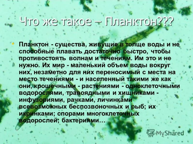 Что такое планктон 5 класс. Планктон доклад. Планктон по биологии. Сообщение про планктона по географии. Сообщение на тему планктон.