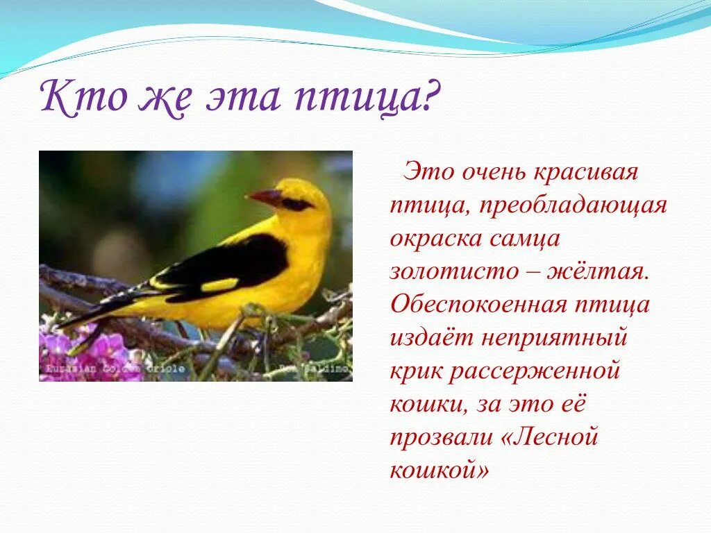 Птица кричит как кошка. Птицы издающие звуки. Желтая птичка, издающая разные звуки. Какие кошки издают звуки птиц.