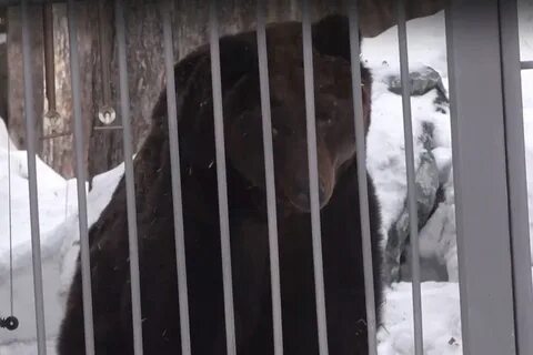 Медведи в новосибирском