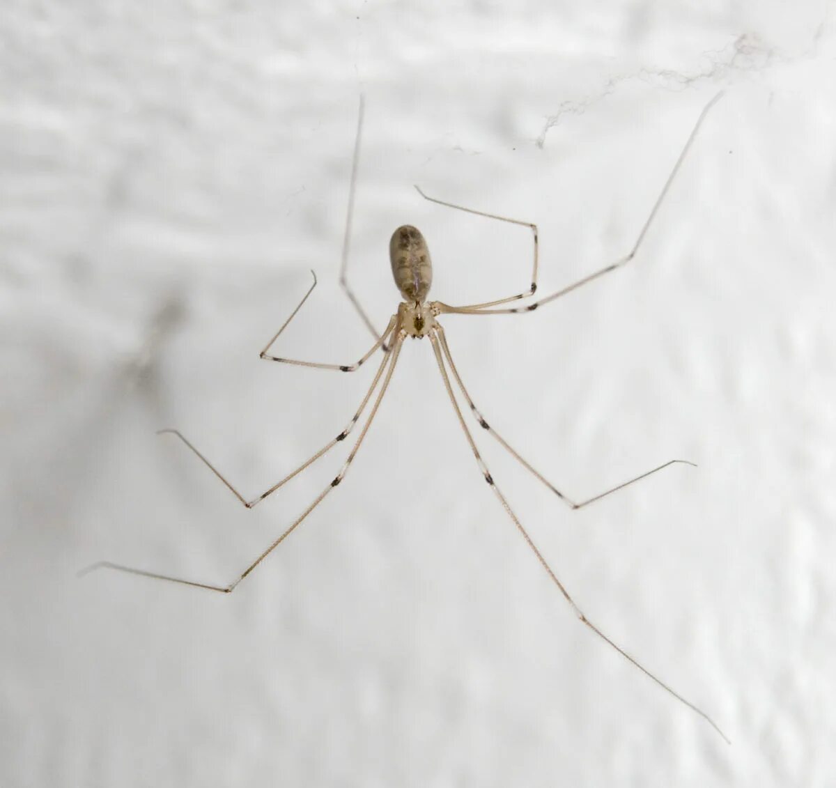 Почему появляются пауки. Фаланговидный фолькус. Pholcus phalangioides. Паук фолькус. Тегенария домовая.