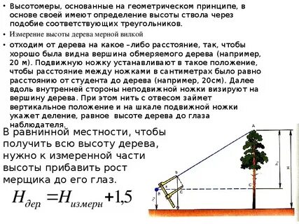 Высота растущего дерева