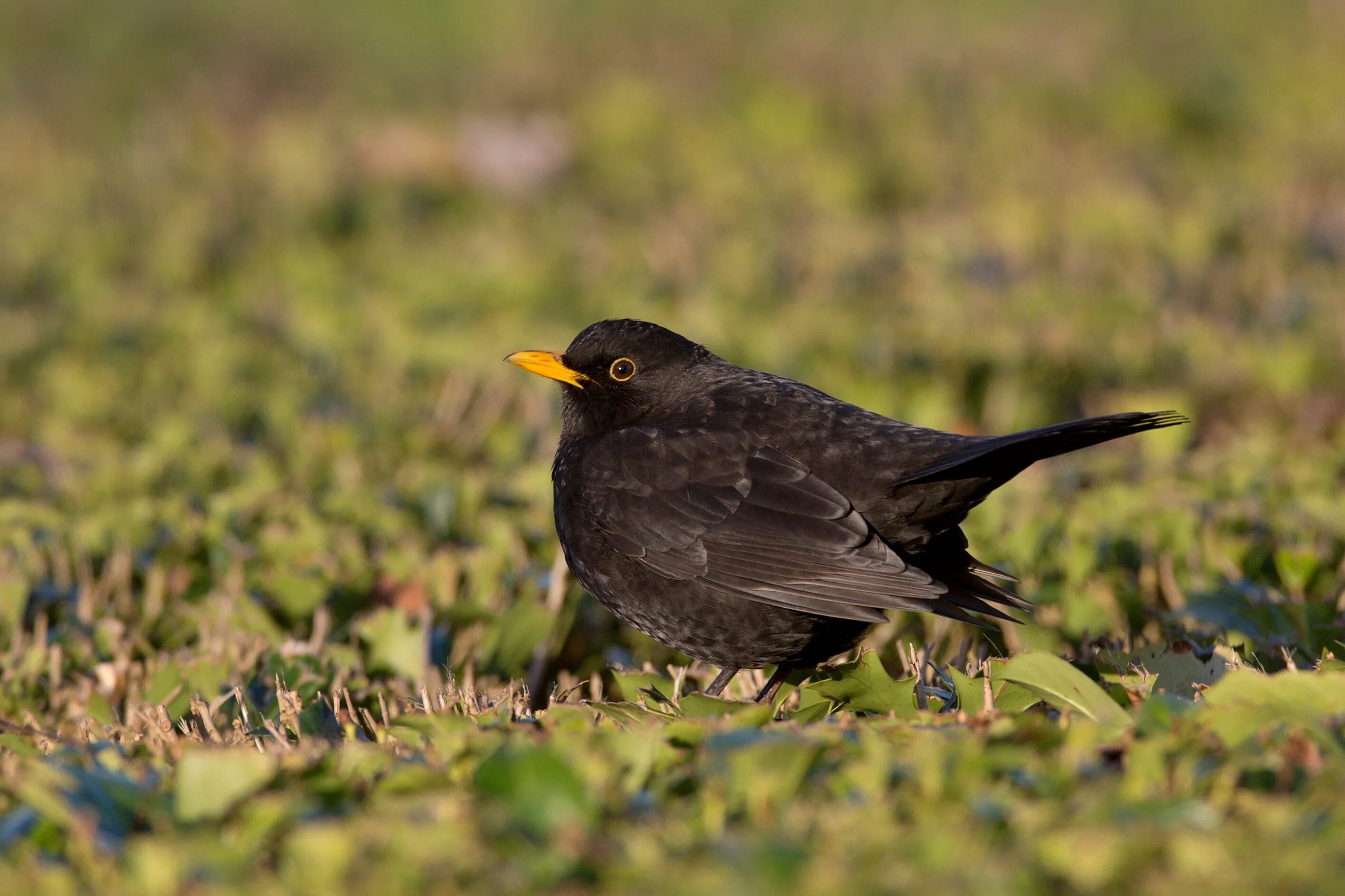 Eurasian blackbird птица. Американский черный дрозд птица. птица с желтым клювом. черный птенец с желтым клювом.
