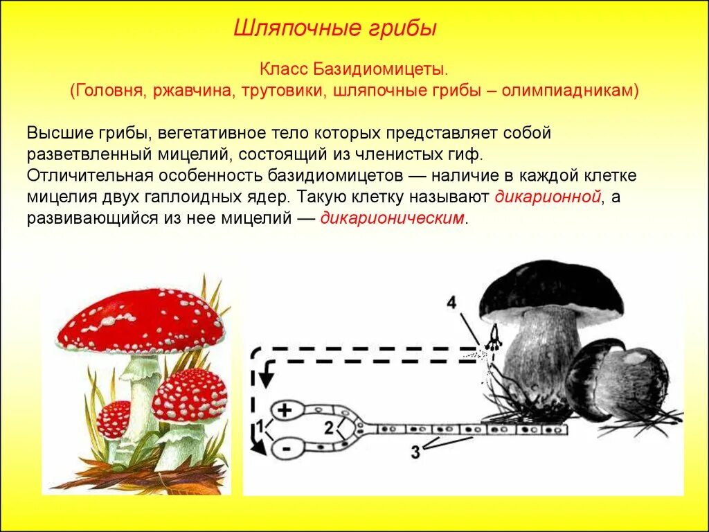 Какие грибы называют шляпочными 7 класс. Базидиальные Шляпочные грибы. Отдел базидиомицеты Шляпочные грибы. Базидиомицеты трутовик. Грибы из отдела Базидиомикота.