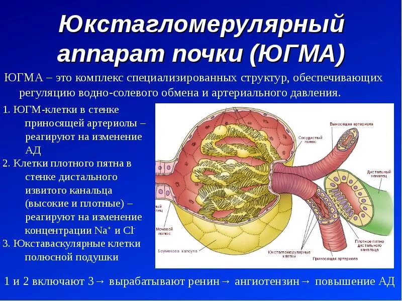 Ные ме. Юкстагломерулярный комплекс гистология. юкстагломерулярный комплекс физиология. юкстагломерулярные нефроны. юга аппарат почек.