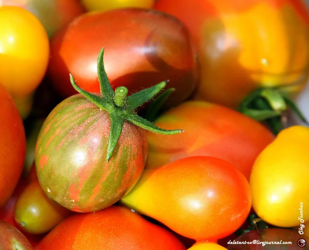 сладкие сорта томатов средней полосы. томат низкорослый штамбовый.