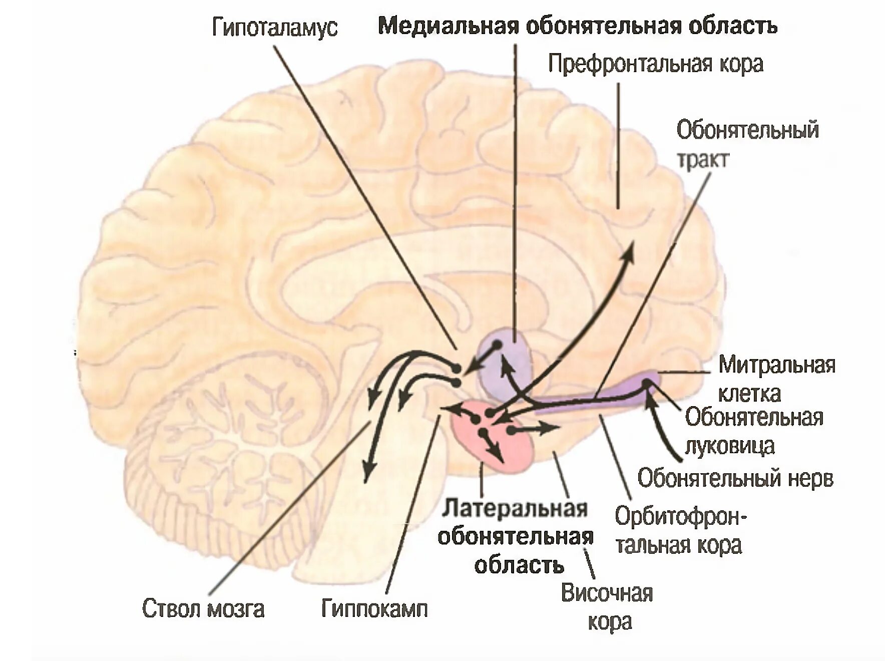 Обонятельный мозг. Обонятельная зона в головном мозге. Центр обоняния в мозге.