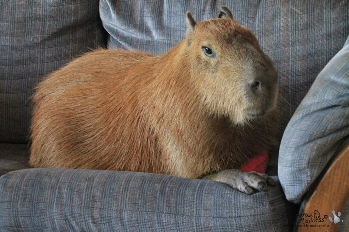 My pets capybaras. Большая морская Свинка капибара. Капибара Чан. Капибара 1:1. Капибара и хомяк.