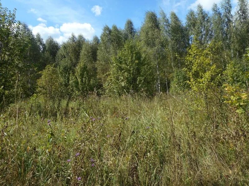 Деревня Инелейка Большеигнатовский район. Большеигнатовский район Мордовия растительность. Деревня Протасово Большеигнатовский район. Большеигнатовский район Мордовия леса. Участок с растительным покровом