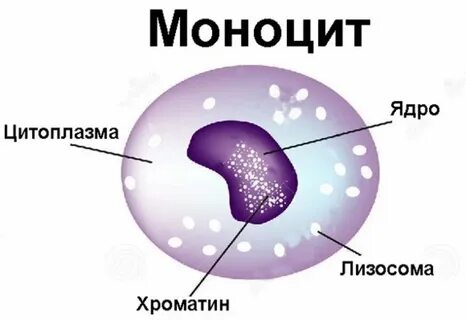 Моноциты лейкоциты это что