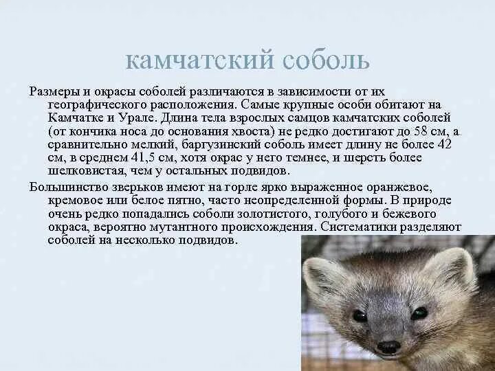 Почему все соболя были почти уничтожены. Почему все соболя были почти уничтожены