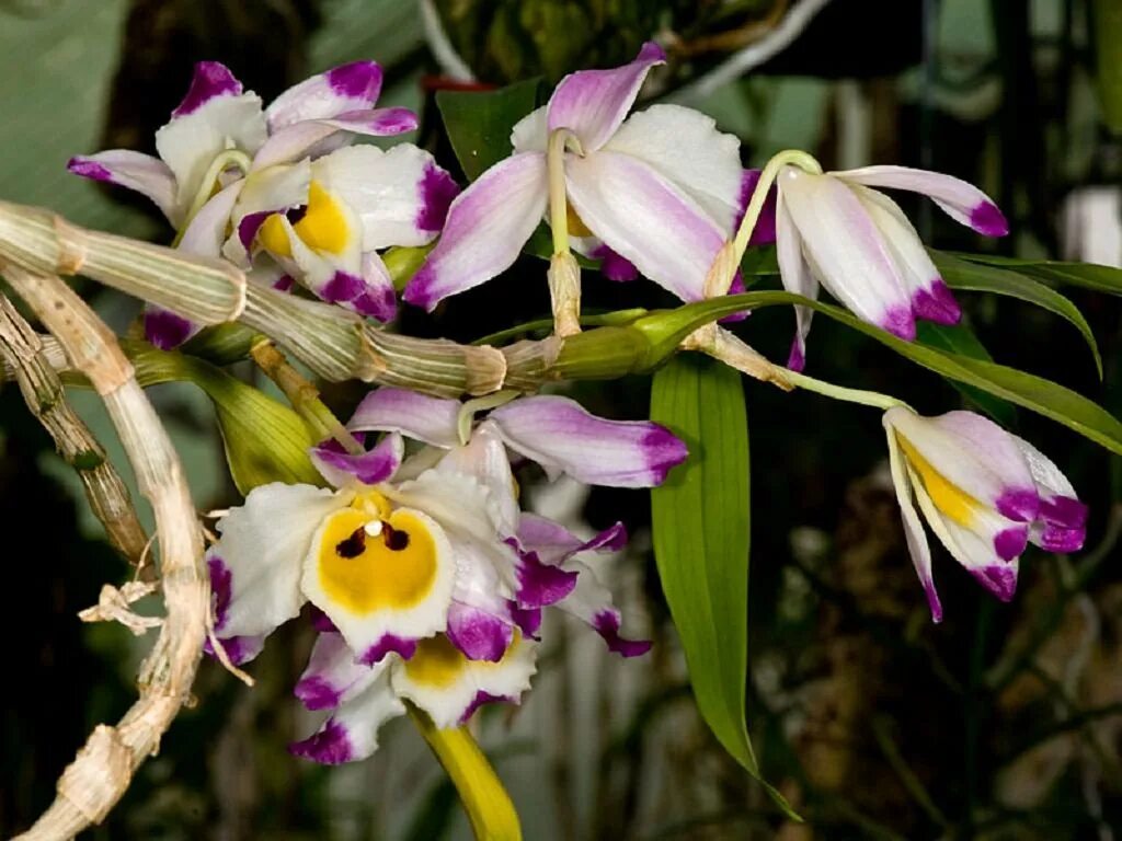 Орхидея Дендробиум (Dendrobium). Орхидея Дендробиум Нобиле. Бамбуковая Орхидея Дендробиум Нобиле.. Орхидея бамбуковая Дендробиум.