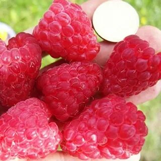 Малина феномен