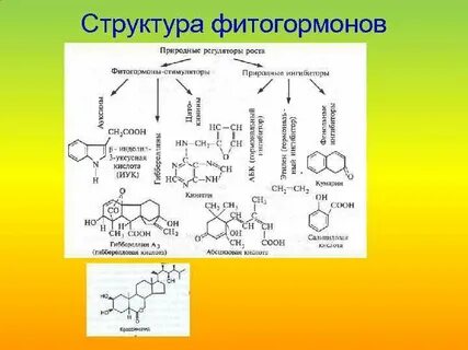 Фитогормоны