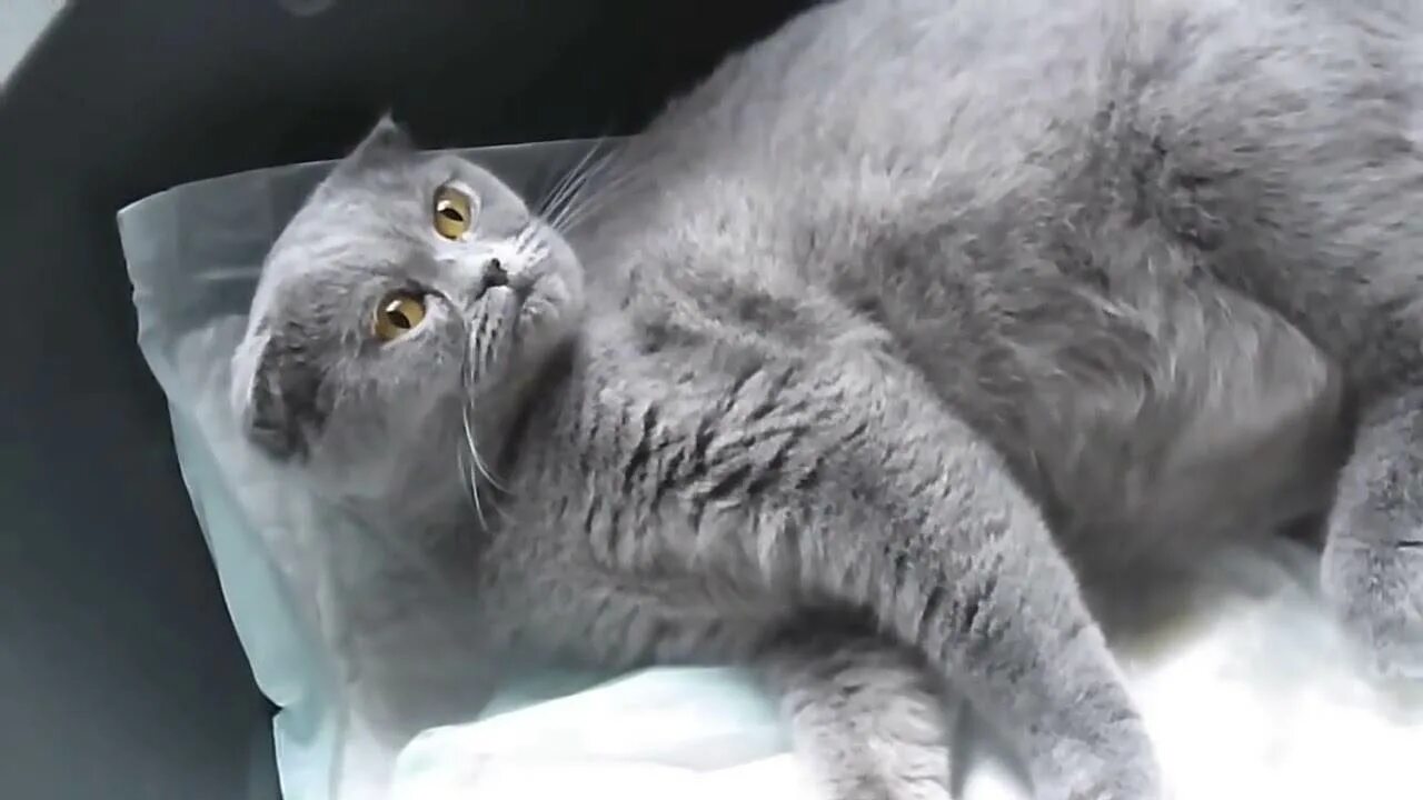 Вислоухая кошка беременна