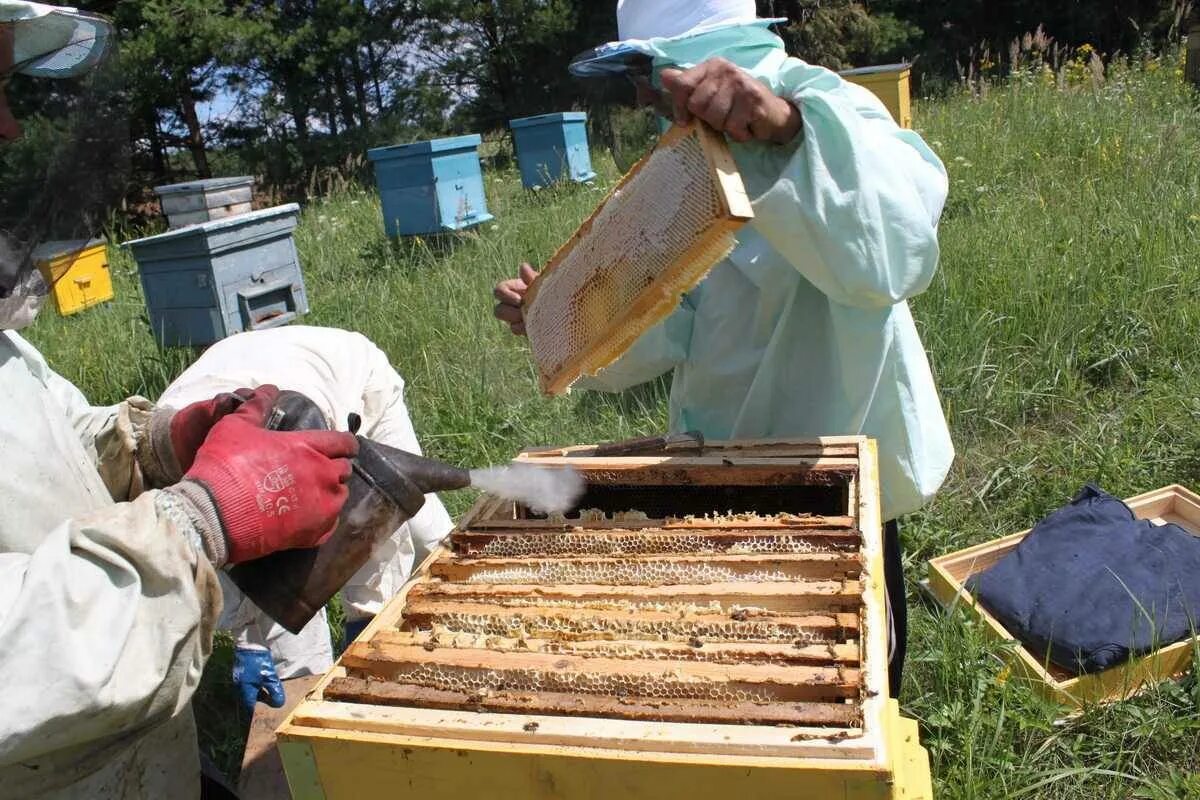 Улей на пасеке. Кочевая пасека Поздняковых Династия пчеловодов. Варибрус пасека. Мало меда на пасеке