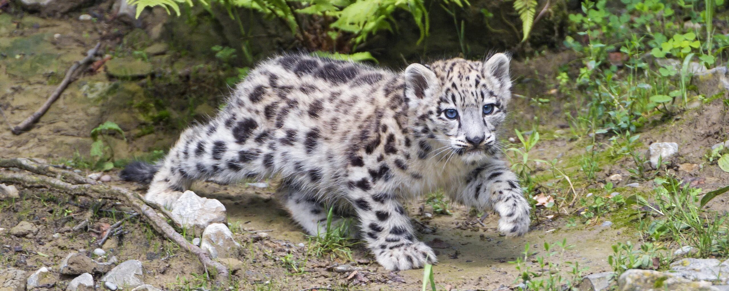 Крылатый ирбис. Снежный барс 3d модель. Ирбис маленький. Барс 31. Белый леопард.