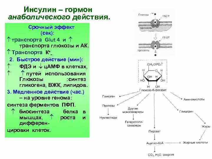 Инсулин и соматотропин. Схема действия соматотропного гормона и инсулина. Инсулин схема действия гормона. Инсулин химическая природа гормона. Соматотропный гормон схема.