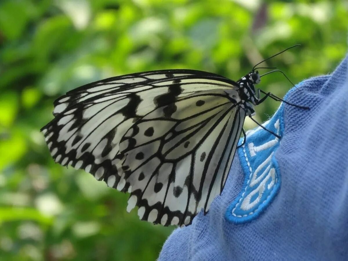 Бабочка боярышница. Бабочка Монарх синяя. Бабочка омурасаки. Бабочка белая.