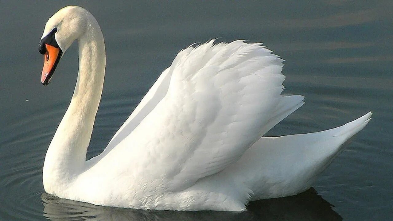 лебедь-лебедёнок-лебедята. белый лебедь астрахань. лебедь шипун. лебедь шипун расправил крылья. лебедь-шипун узбекистан.