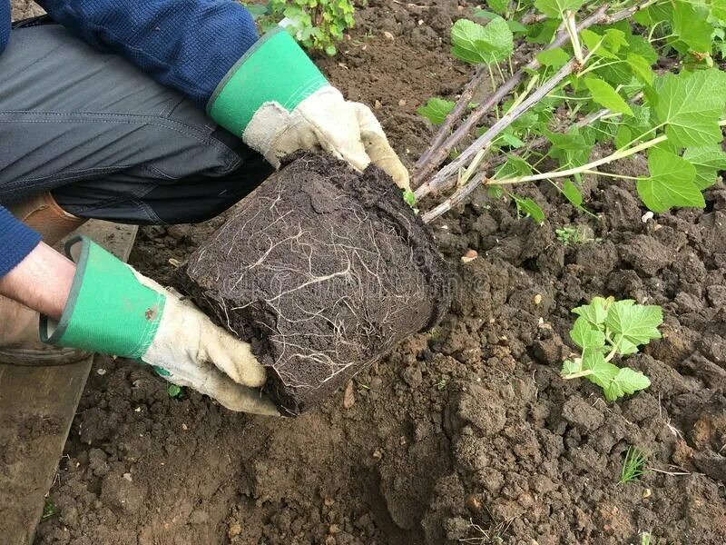 Посадка смородины в августе саженцами. Посадка смородины. правильно садить смородину красную. несколько саженцев в одну лунку.