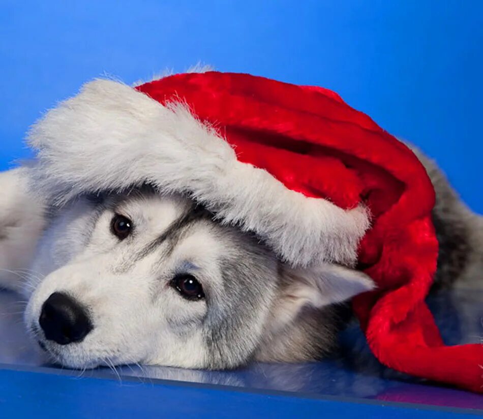 Волк мороз. Новогодние хаски. Хаски в новогодней шапке. Новогодняя собака хаски. Новогодний волк.
