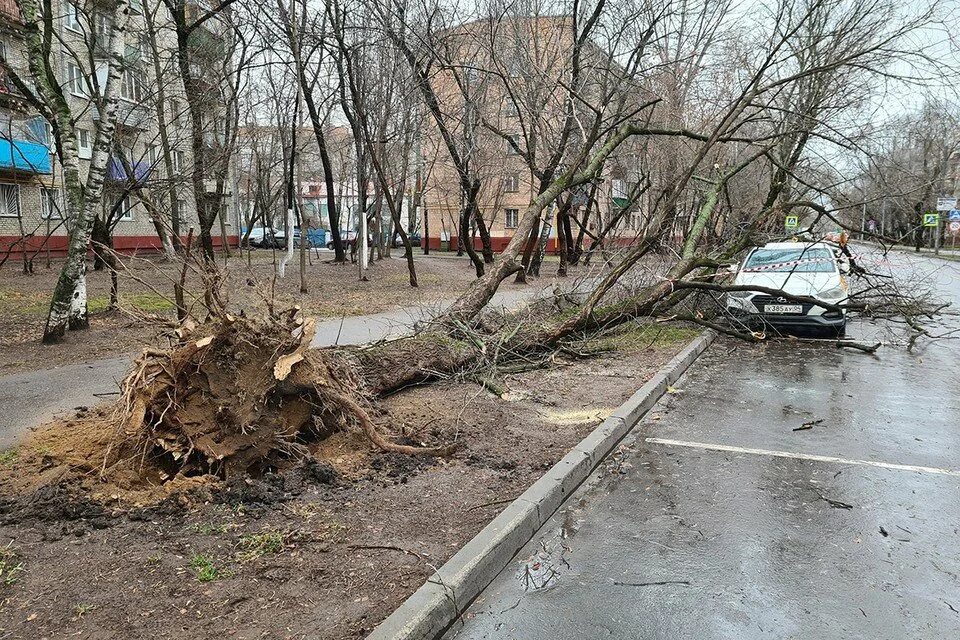 Сильный ураган в Москве 2021. Ураган в Москве повалил деревья. Поваленные деревья в Москве. Поваленное дерево.