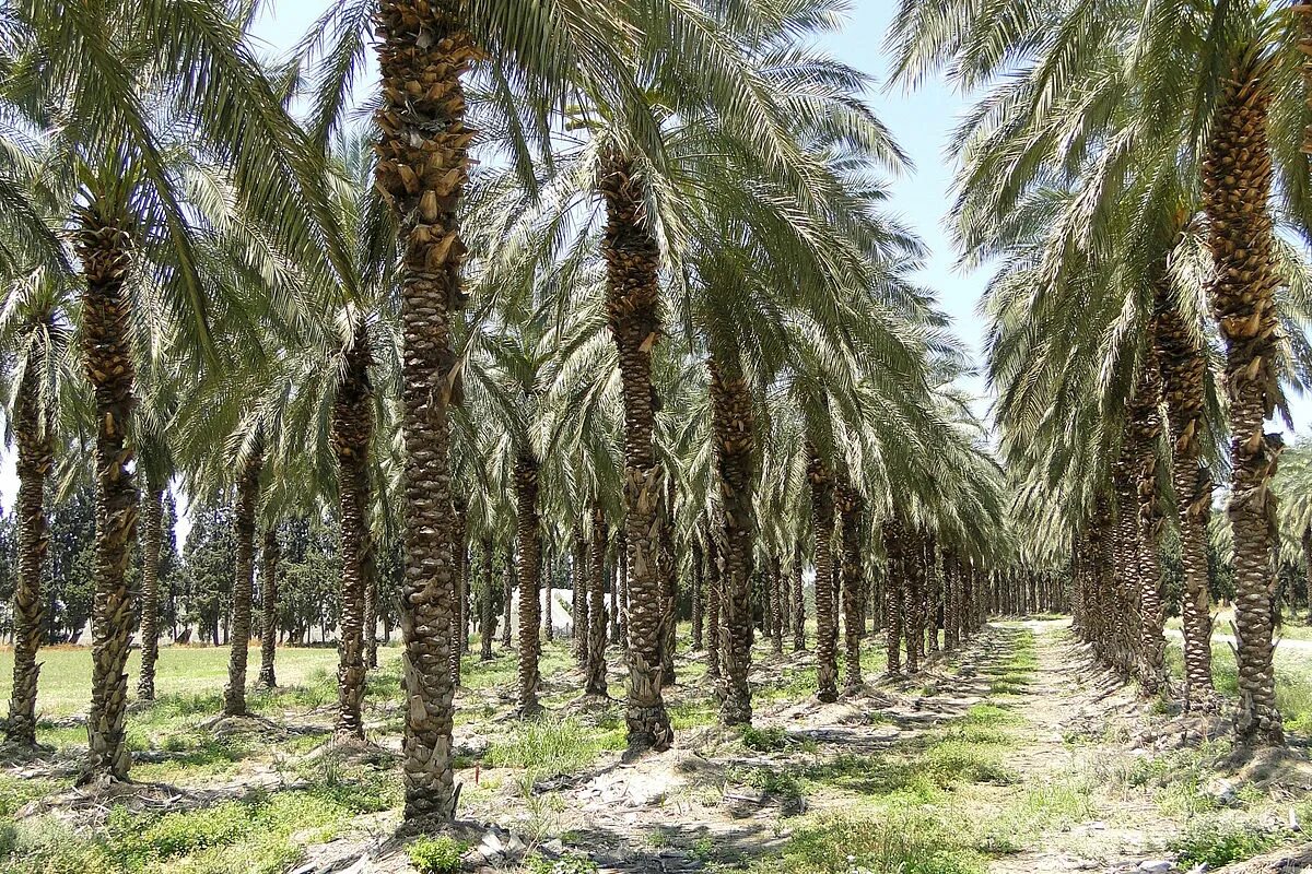 Пальма где растет природная зона. Плантации масличной пальмы. Малайзия Пальма масленичная. Масличная Пальма в Африке. Пальмовые плантации в Малайзии.