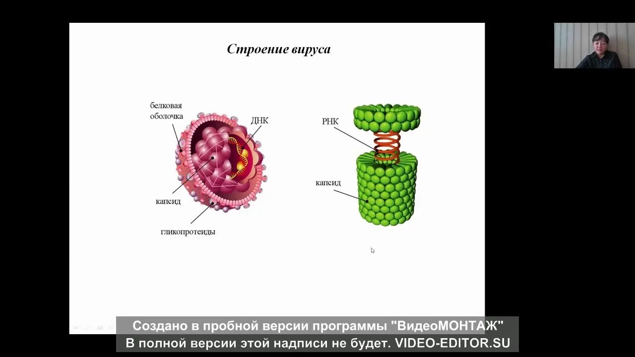 Строение вируса СПИДА. Строение ВИЧ вируса схема. Модель вируса ВИЧ. Вид по строению вича. Вирусы 9 класс биология