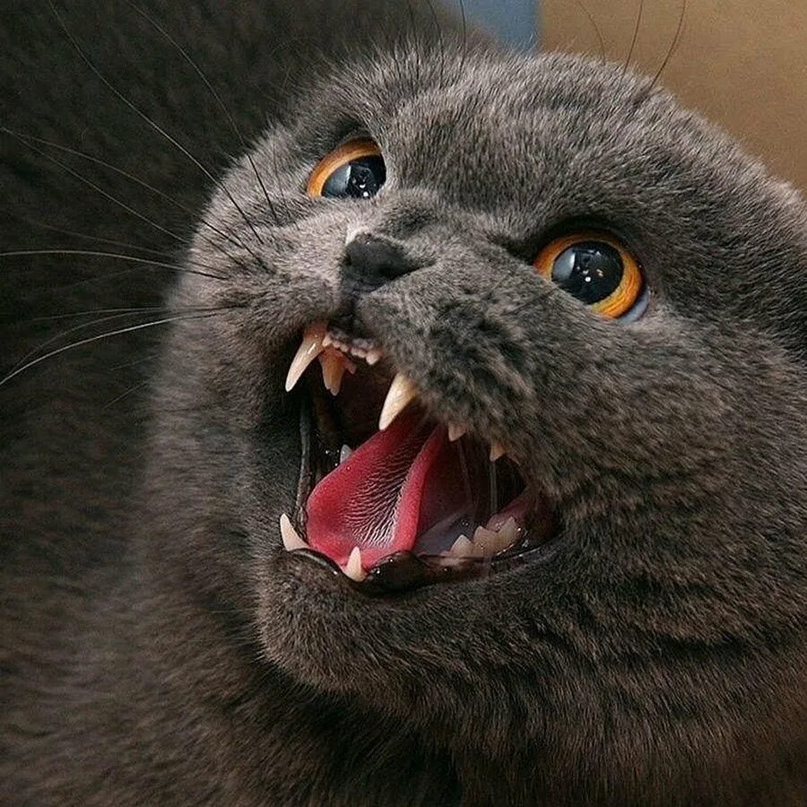 Шотландская вислоухая кошка злая. Злой кот. Бешеный кот. Британская кошка злая. Включи картинки злой