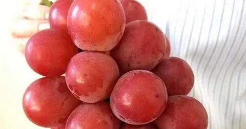 Дорогой виноград