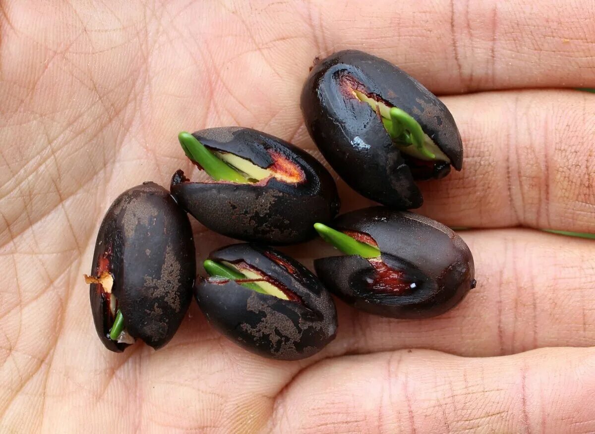 Пророщенный кедр из орешка. Кедр гималайский проросток. Росток кедра сибирского. Росток кедра. Можно вырастить кедр из орешков.