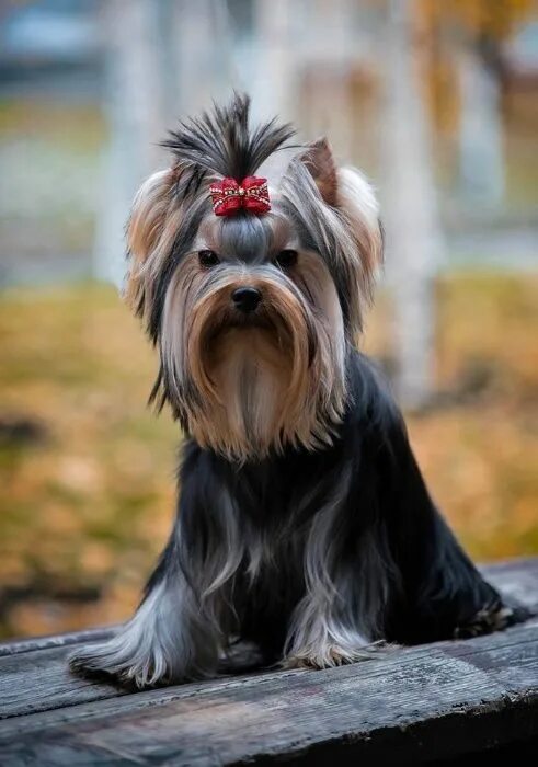 Стандартный терьер. Йорк терьер стандарт. Йоркширский терьер мальчик взрослый. Ешкаролинский терьер. Стандартный терьер.