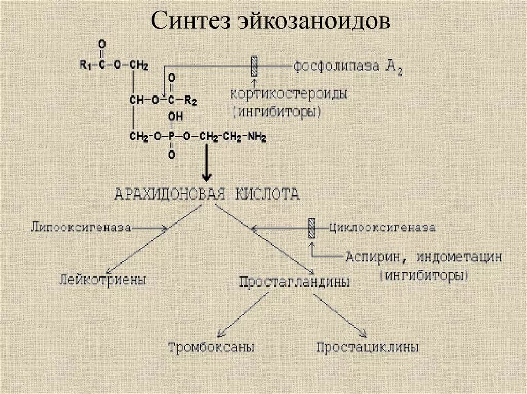 Биосинтез эйкозаноидов биохимия. Пути синтеза эйкозаноидов. Синтез простагландинов из арахидоновой кислоты. Механизм действия эйкозаноидов схема. Синтез арахидоновой кислоты биохимия.