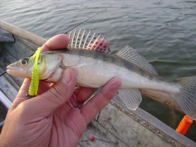 Гибрид щуки и окуня. Гибрид окуня и судака. Окуневые виды рыб. Рыба ёрш и окунь. Берш и окунь.