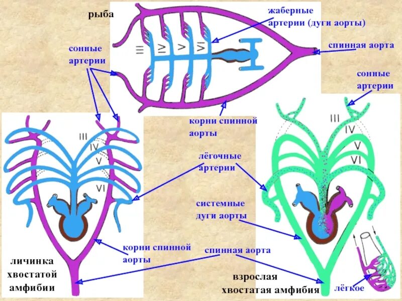 Земноводных корень. Кровеносная система хвостатых амфибий. Сердце рыб жаберные артерии. Кровеносная система хвостатых земноводных. Жаберные дуги у амфибий.