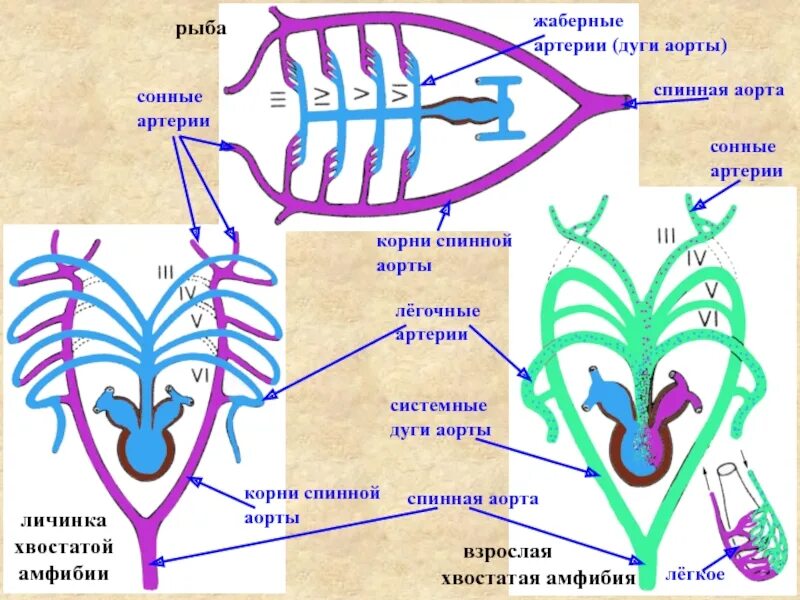 Земноводных корень