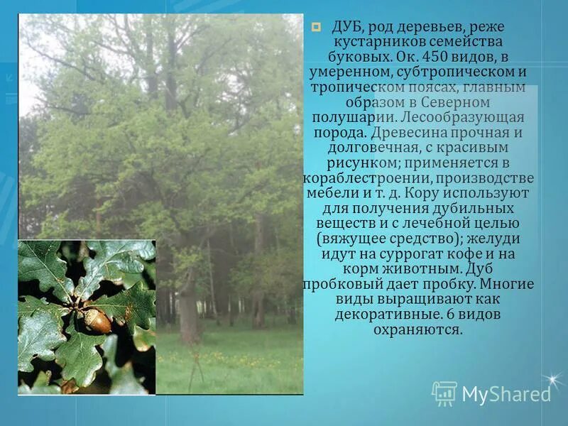 Дуб какой род. Сообщение о дубе. Род дуб. Дуб дерево рода. Родовой дуб.