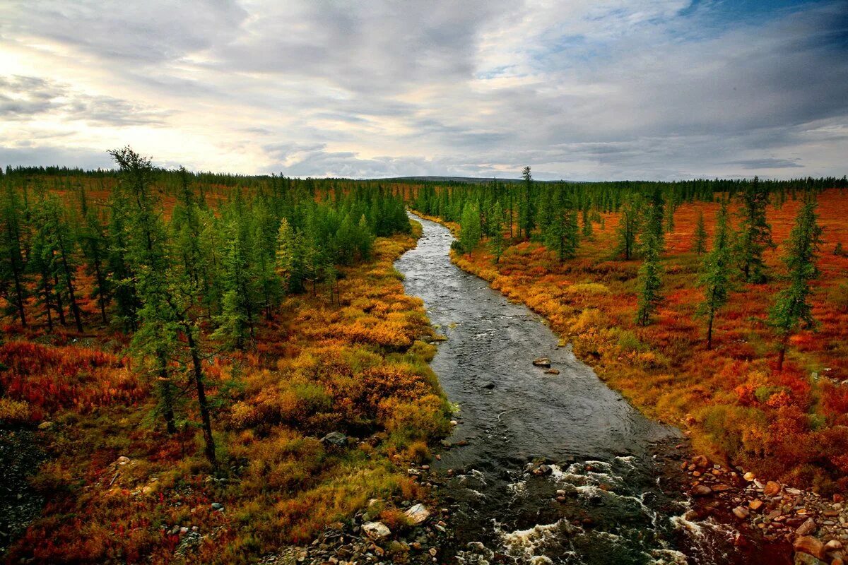 болота кольского полуострова. таймырская лесотундра. река мордыяха ямал. печенгские тундры кольский полуостров. природа ямала.