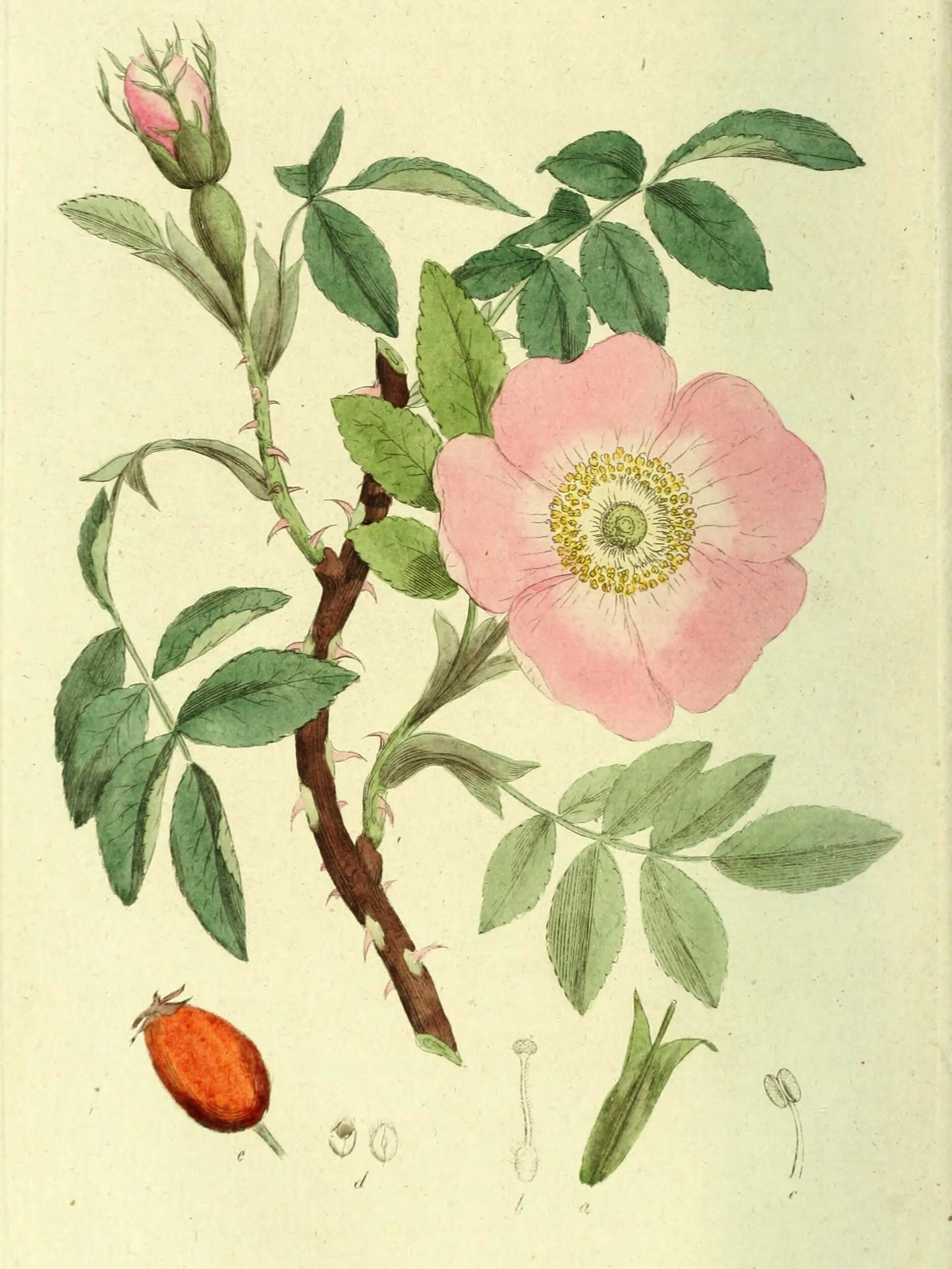 Шиповник собачий (rosa canina). Шиповник иглистый ботанический рисунок. Шиповник собачий фармакогнозия. Шиповник собачий семейство. Шиповник собачий гербарий.