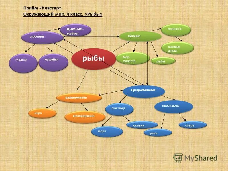 Кластер ней. Кластер по окружающему миру. Кластер на уроке. Кластер рисунок. Кластер на тему рыбы.