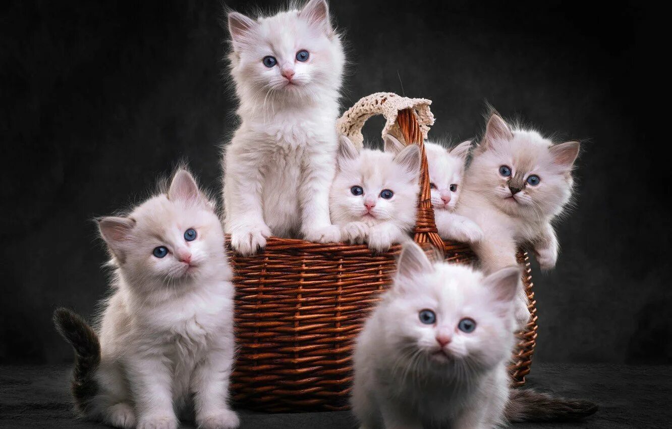 Красивые котята. Милые котята. Котята в корзинке. Маленький котенок.