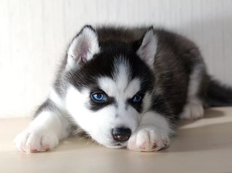 чистокровная хаски кобель. сколько щенок хаски. сибирский хаски щенок 6 месяцев. сибирский хаски щенок девочка. хаски порода алиса.