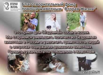 Благотворительный фонд зои шумиловой помощи животным