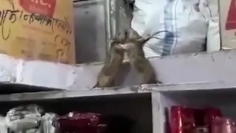 Крысы дерутся