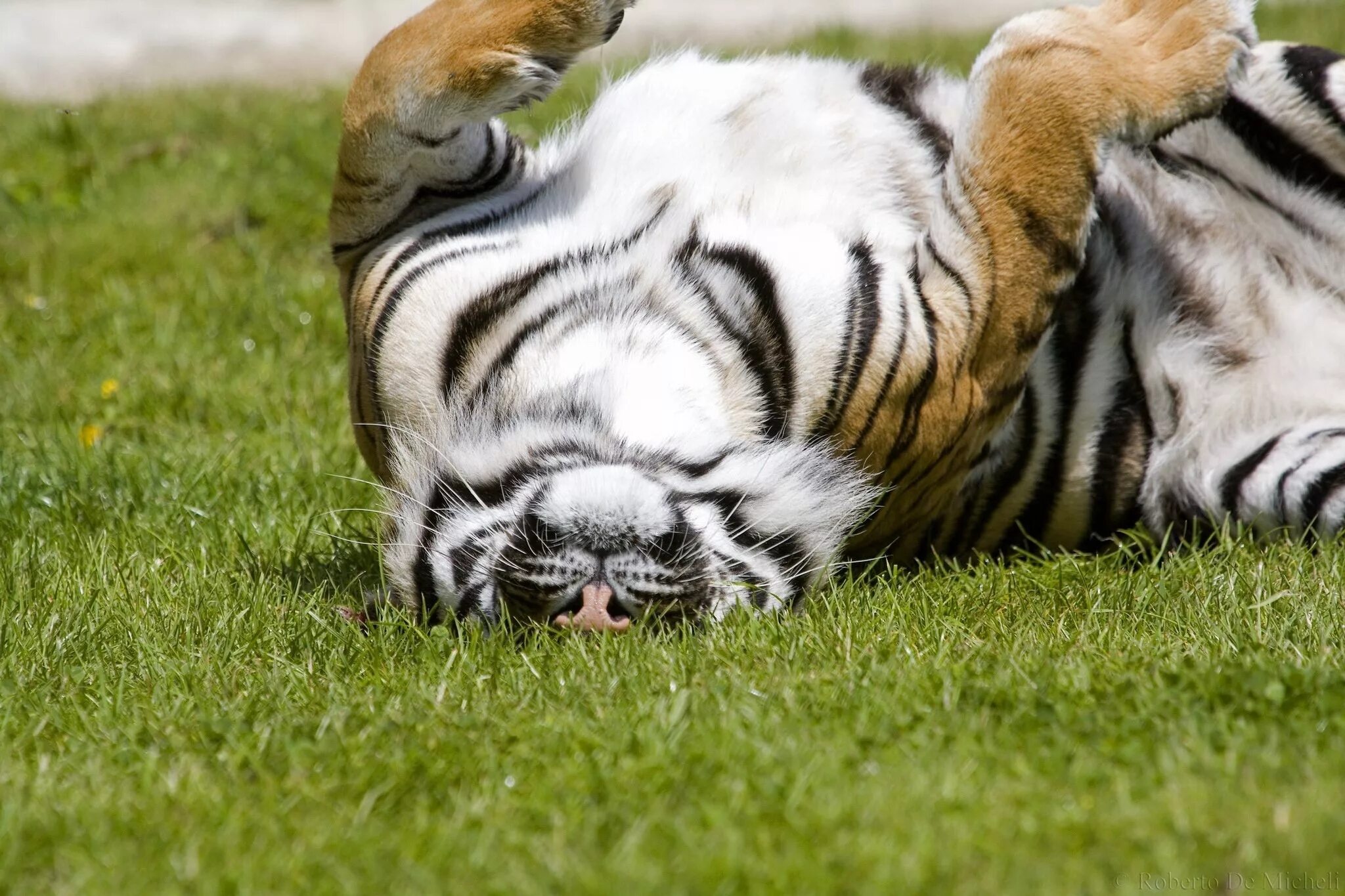 Тигр лень. Тигр. Довольный тигр. Тигр лежит. Тигр потягивается.